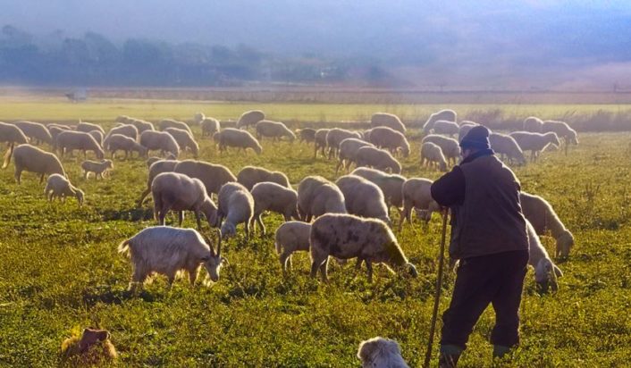 κτηνοτρόφοι